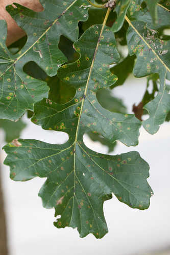 Quercus macrocarpa #20
